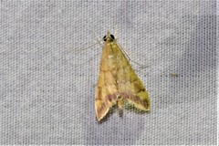 Pyrausta pseudonythesalis