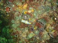 Polycera capensis
