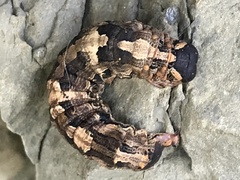 Melipotis famelica