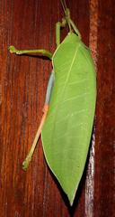 Zabalius ophthalmicus