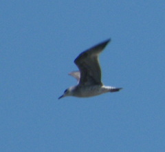 Larus michahellis