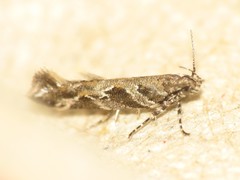 Aristotelia fungivorella