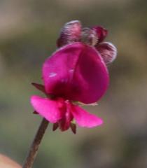 Indigofera meyeriana