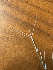 Aristida oligantha