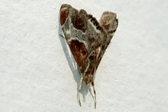 Chalcoela pegasalis