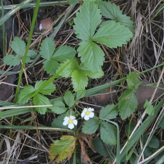 Fragaria vesca