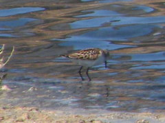 Calidris minuta