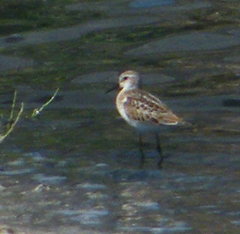 Calidris minuta