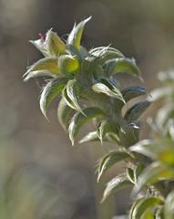 Achyranthemum recurvatum