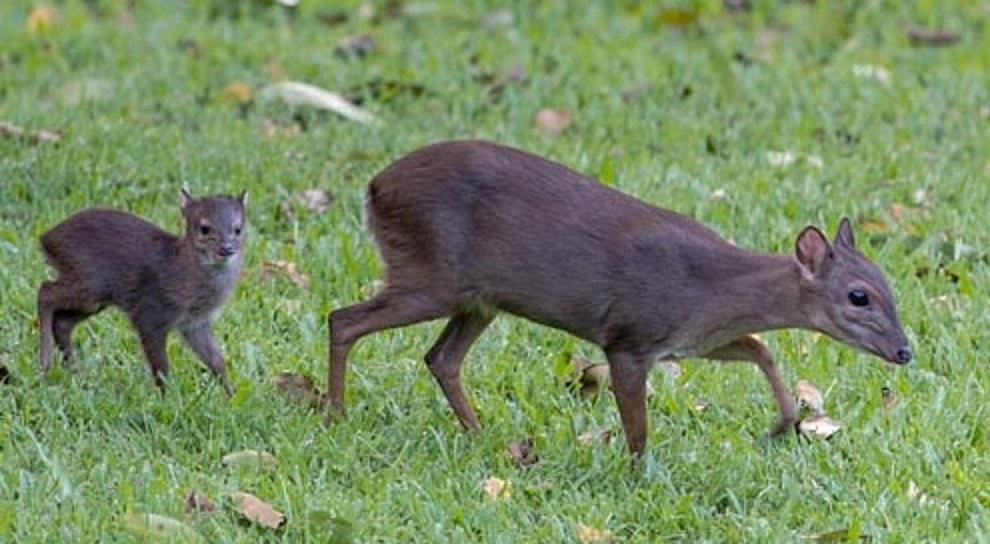 Blue Duiker