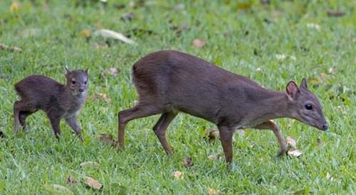 Blue Duiker