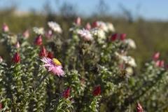 Achyranthemum recurvatum