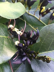 Kennedia nigricans