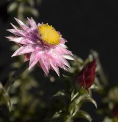 Achyranthemum recurvatum