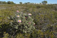 Achyranthemum recurvatum