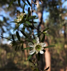 Leptospermum petersonii