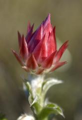 Achyranthemum recurvatum
