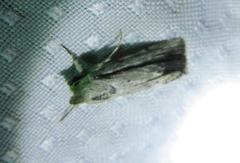 Catabenoides