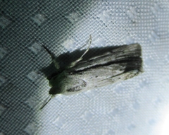 Catabenoides