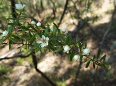 Leptospermum petersonii