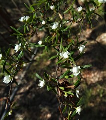 Leptospermum petersonii