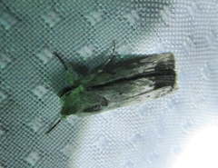 Catabenoides