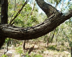 Leptospermum petersonii