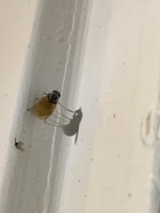Lauxaniidae