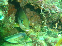 Chirodactylus brachydactylus