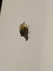 Lauxaniidae