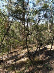 Leptospermum petersonii