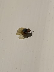 Lauxaniidae