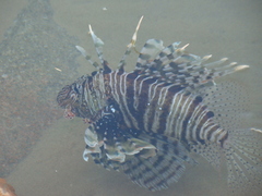 Pterois miles