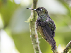 Heliodoxa leadbeateri