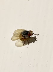 Lauxaniidae