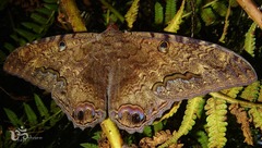 Ascalapha odorata
