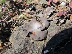 Umbilicaria hirsuta