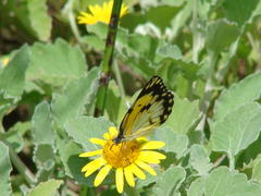 Arctotis arctotoides