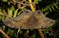 Ascalapha odorata