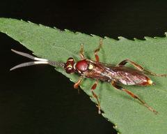 Melanichneumon