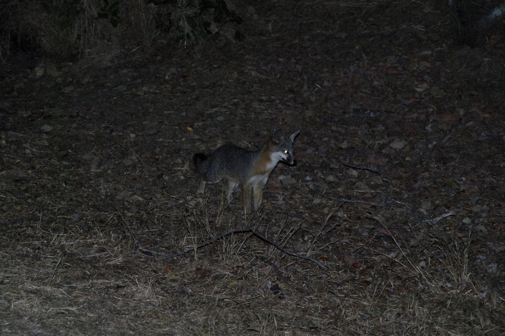 Santa Catalina Island Fox