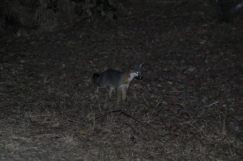 Santa Catalina Island Fox