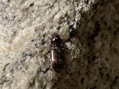 Carabidae