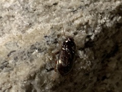 Carabidae