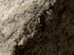 Carabidae
