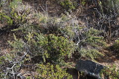 Asparagus capensis capensis