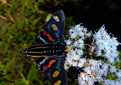 Mimoniades versicolor
