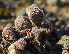 Crassula calcarea
