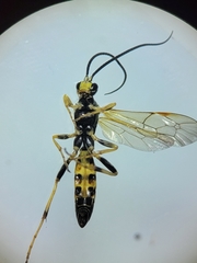 Ichneumon annulatorius