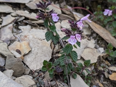 Clinopodium laxiflorum